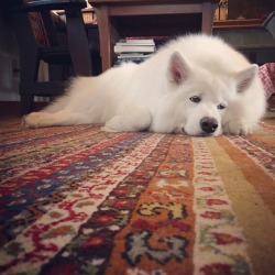 skookumthesamoyed:  Friday? More like fri-MEH 😒  Instagram.com/skookumthesamoyed