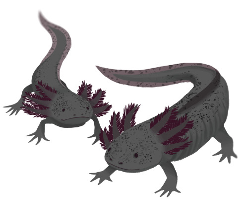 axolotl doodles