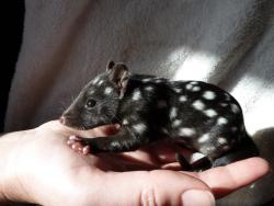  A baby Australian Eastern Quoll. 