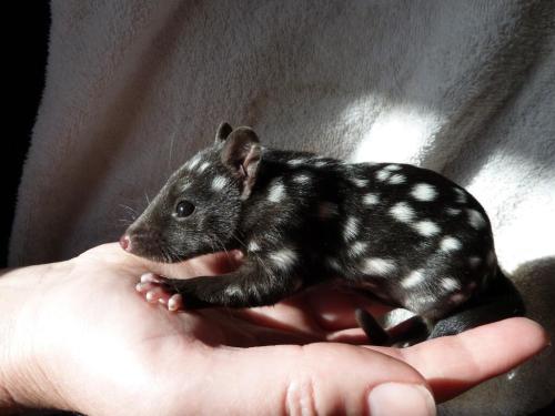 the-foxandthe-bodhi: awwww-cute: A baby Australian Eastern Quoll. Unlike most Australian animals, 