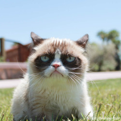 realgrumpycat:  The Daily Grump | June 3, 2013 