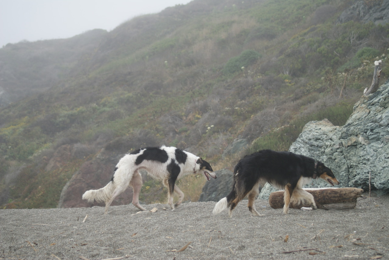 running-dog:  Birch and Zhava on the same point of stride.  They look so beautiful