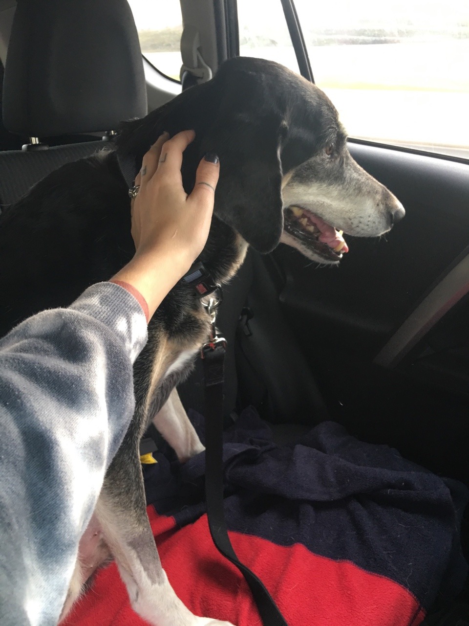 camdamage:  camdamage: Thanks to the sudden and kinda big vet bills from Kiefer’s