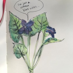 peachewolf:  just finished up a drawing of some violets referenced from a field guide to wildflowers and a bluet i picked from my yard! :-) 🌱
