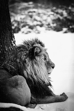 sotemeu:  It’s better to be a lion for a day than a sheep all your life. Elizabeth Kenny