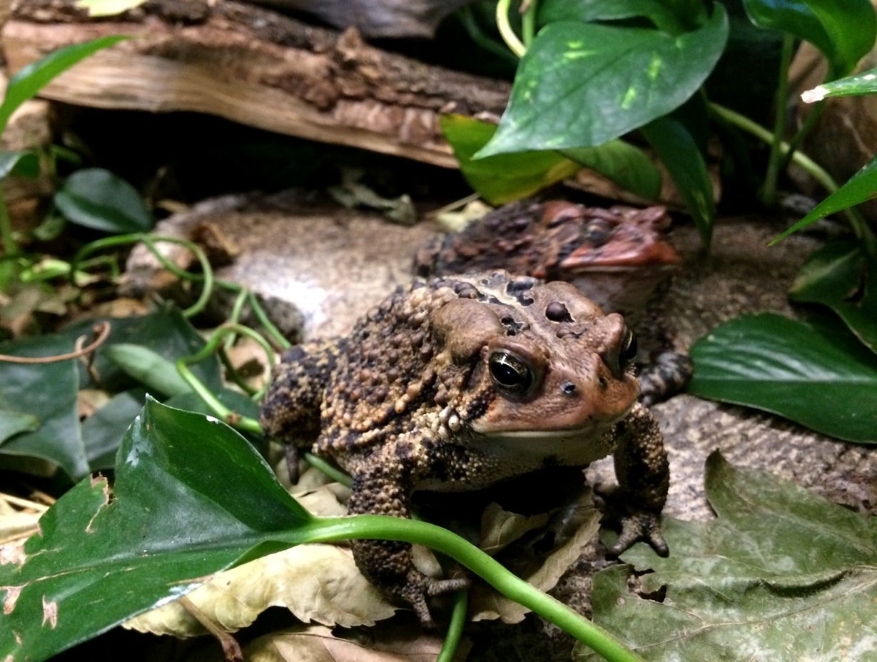 toadschooled: Friends are just obstacles that get between you and lunch
