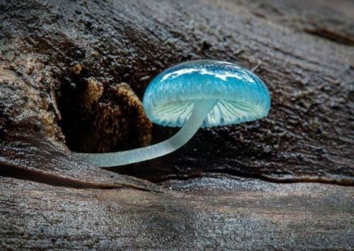 sixpenceee:A blue mycena mushroom.