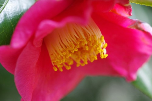 uyamt:椿（つばき）Camellia