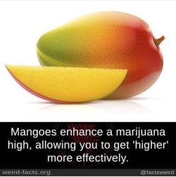 bando&ndash;grand-scamyon:  d-r-e-i-a-m:  xadmo:  kushandwizdom:  Yooooooooooooo  No wonder I like mango blunts  I seen this shit like last week &amp; tried it &amp; the shit actually works! 😂  I fucked around and ate a whole thing of homemade Mango