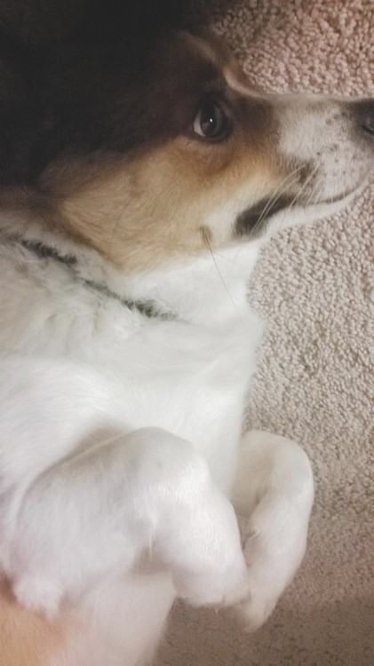 My noble baby corgi.