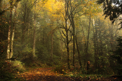 enchantedtearz:  Fall by Zeb Andrews on Flickr. 