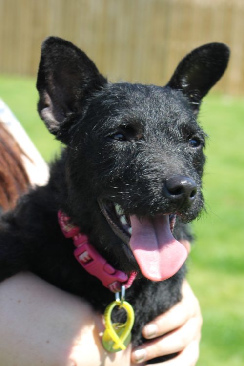 Dog of the DayMontana, from Freshfields Animal Rescue, Liverpool. Click here for more info on adopti