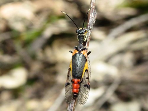 onenicebugperday:Calico mantidfly, Calomantispa venusta, MantispidaeFound in the south of Austr