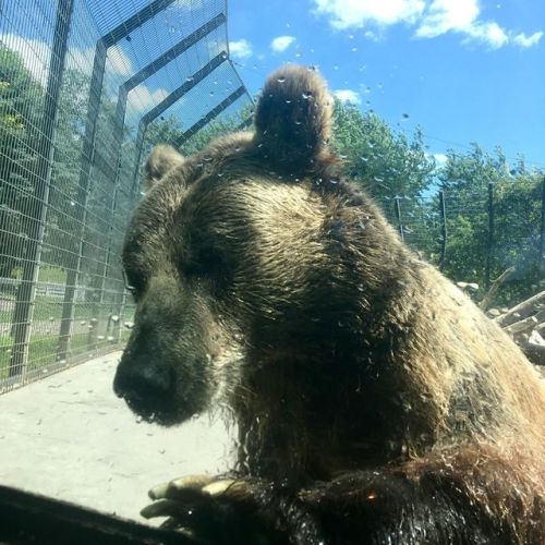 A grizzly bear at the @chahinkapazoo pauses after a swim to see if anyone interesting is at the view