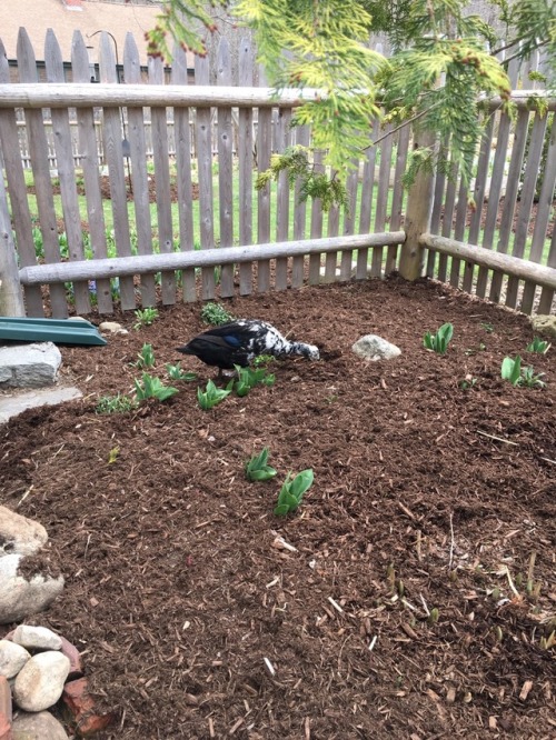 Of course Lizzy needs to help after we mulch.