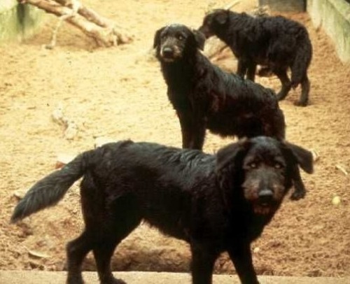 despazito:wyrmracks: First-generation poodle-wolf hybrids, or “puwos”, bred by Erik Zimen as part of