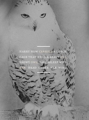 weaslcywheezes: character aesthetic     – —    (   harry potter  )  ❛ facing this      stuff  in rea