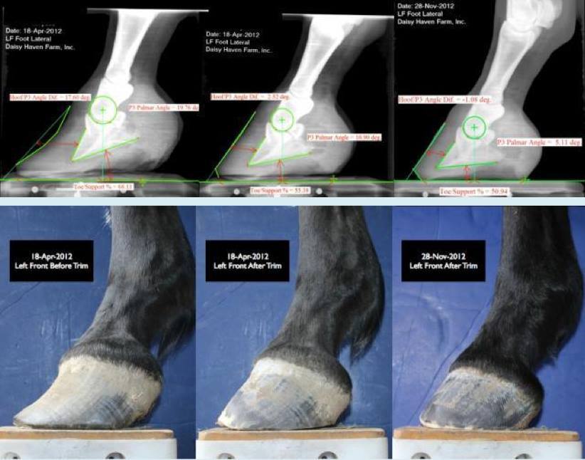 foreverequines:  mare-moment:  This is why it is important to make sure your horses
