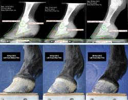 foreverequines:  mare-moment:  This is why it is important to make sure your horses does are trimmed properly. The first two photos show a before-and-after of the first trim, and the last photo is the same hoof several months later. Look at the position