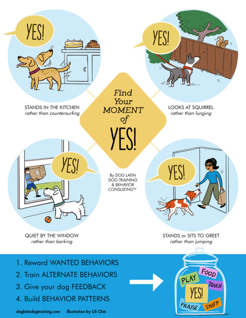 doggiedrawings:A new infographic by Dog Latin Dog Training, illustrated by me - Find Your Moment of 