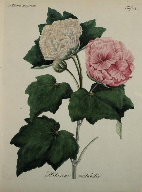heaveninawildflower:Botanical illustrations taken from ‘Fortsetzung des Allgemeinen teutschen Garten