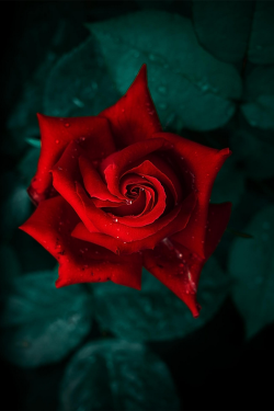mrsscarlettsage:  Every rose has its thorn 