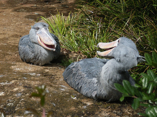 yowhosedogisthat:  Shoebills look very scary from the front  But from other angles… eeeeeeyyyy  eeeeyyyyyy  eeeeeyyyy  eeeeyyyyyy eeeeeyyyy eyyyyyyyy 