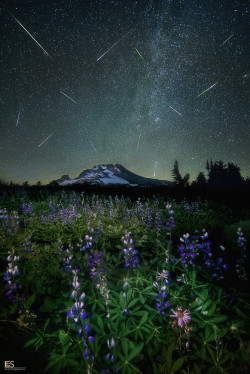 ladylandscape:  (via 500px / Meteoric Meadow by Leif Erik Smith) 