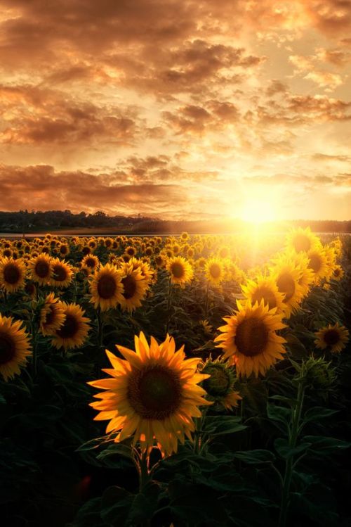 vicloud: I love sunflowers