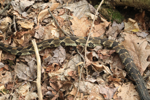 Funny thing happened to me this afternoon at Coopers Rock State Forest while I was photographing a p