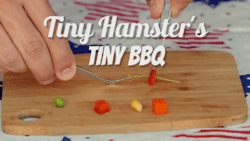gifsboom:  Video: Tiny Hamster’s Tiny