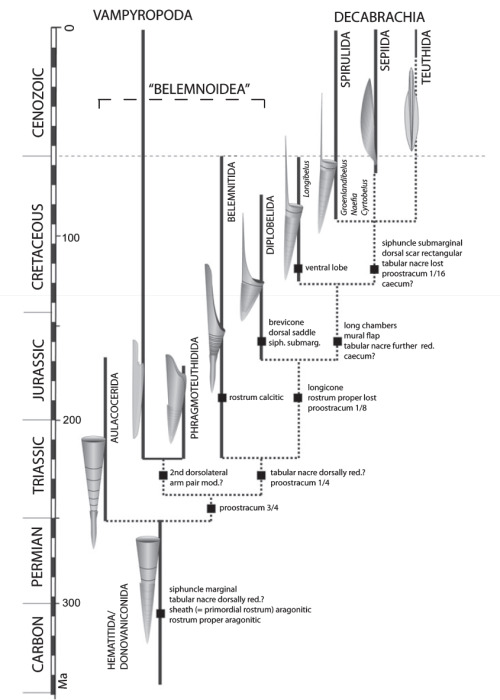 Cephalopod* phylogeny according to Fuchs et al. (2013). Contrary to conventional wisdom, belemnoids 