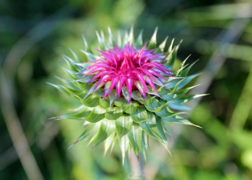 frolicingintheforest:Life of a thistle. Despite being lined with thorns, and nearly every surfa