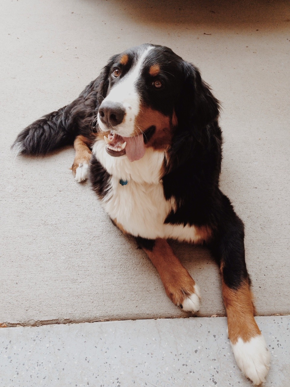 fat-louie:  I can’t deal with how cute my aunt and uncles puppy is
