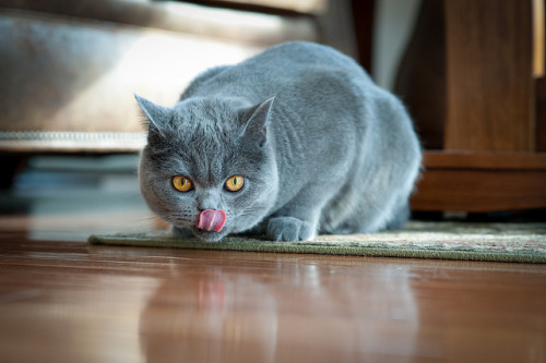 Jerry The British Shorthair Cat by RocketOil on Flickr.