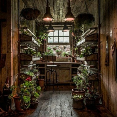 solitary-gypsy-witch: Could you imagine this as a room full of poisonous plants.