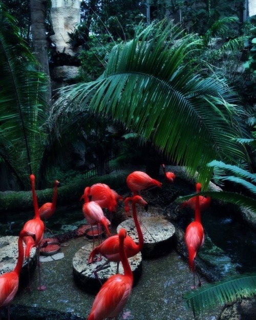 2ndtide:Flamingoes  