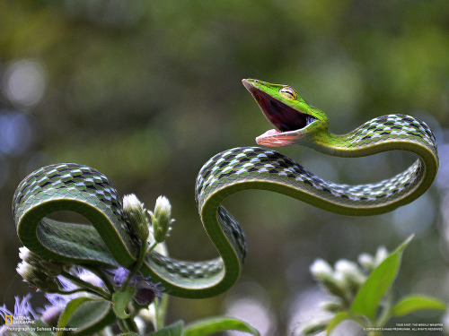 cool-critters:Green vine snake (Ahaetulla nasuta)The green vine snake is a slender green tree snake 