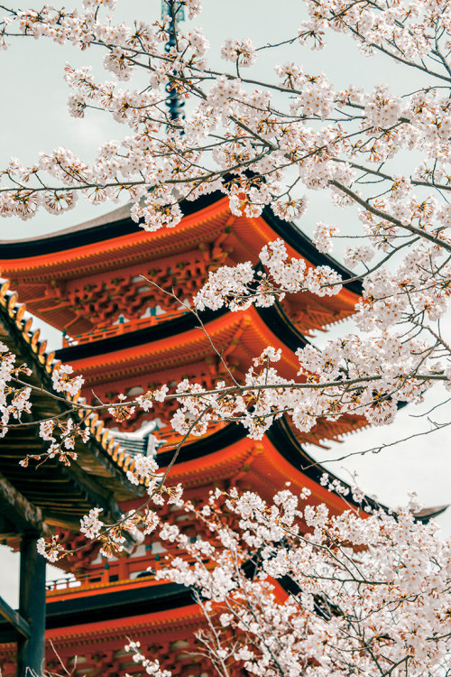 vacilandoelmundo:Miyajima, Japan