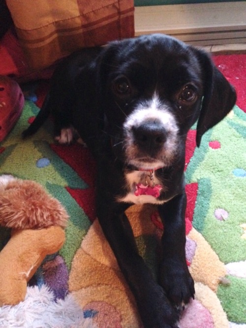 dogsandpupsdaily:Bella, 9 weeks old Lab/Pug/Beagle/Sheltie mix (yeah, she’s a mutt but she’s the cut