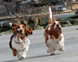 Awwww-Cute:  Bassets On The Run… Like Crazy Lovely Weirdos (Source: Http://Ift.tt/2Vqrqxn)