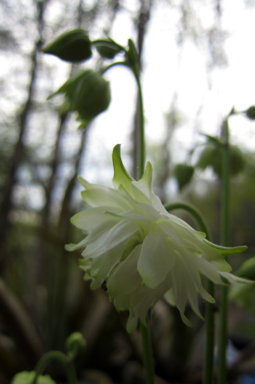 May 2015 - Columbine ‘Lime Sorbet’Another favorite low maintenance perennial. I keep it in a contain