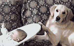 gifss-heaveen:  Uh oh check this out ! :D !