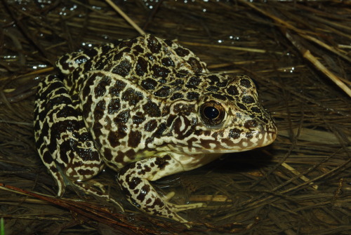 pogosticks:Northern Crawfish Frog (Lithobates areolatus) by Mike Graziano