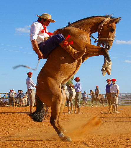 Cavalo bravo 