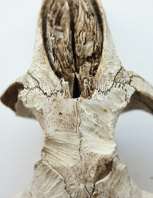 nearlylost:NearlyLost - a study of bone markings(found beaver skull)