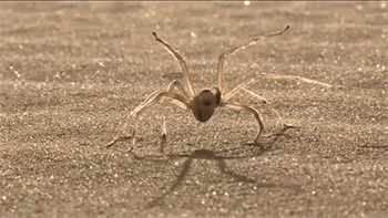 welele:  Probablemente la araña más feliz del mundoHasta que se encuentre con mi zapatilla