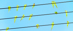 photojojo:  Back in the early 1970s, thousands of tropical parrots were brought to Japan as pets. As some were freed over the years, the city of Tokyo has developed a fascinating problem: parrot infestation! Photographer Yoshinori Mizutani noticed the