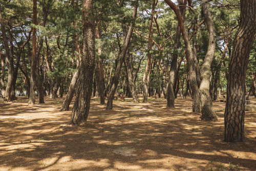 2022-05-15Hadong Pine Forest ParkCanon EOS R3 + RF15-35mm f2.8L ISInstagram  |  hwantastic79vivid