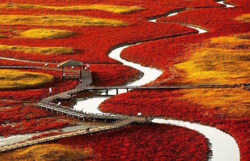 different-landscapes:Red Fields of South Korea  Photography by Seung-Ki Kim